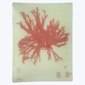 Coral Seaweed Rectangular Tray