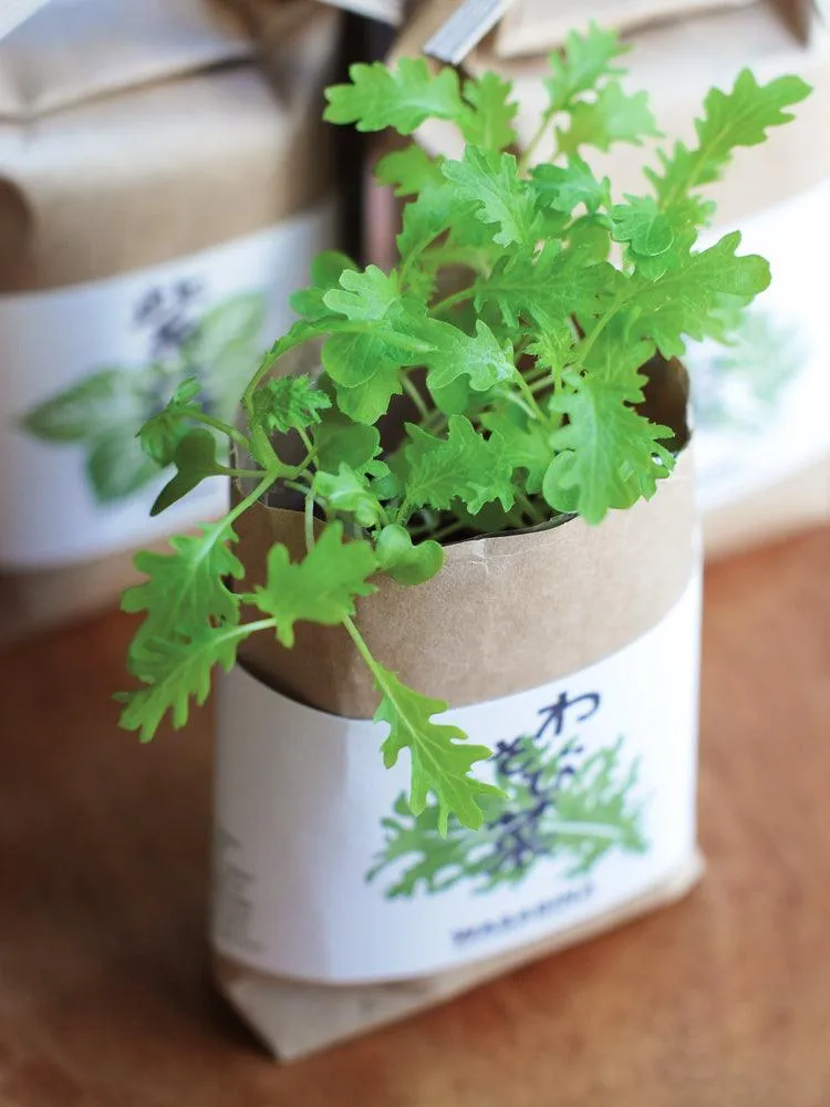 Cultivate & Eat Planting Set - Shiso Japanese Basil