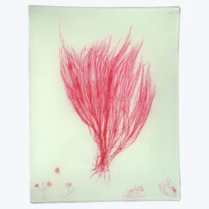 Pink Seaweed Rectangular Tray