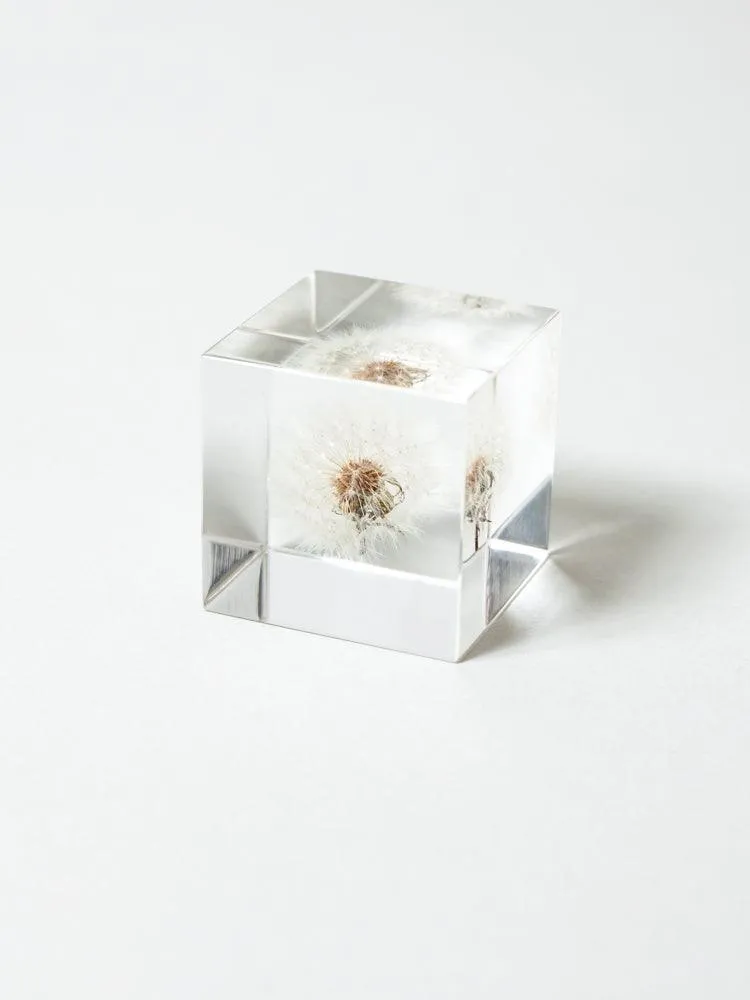 Sola Cube - Dandelion Fluff (Tampopo)