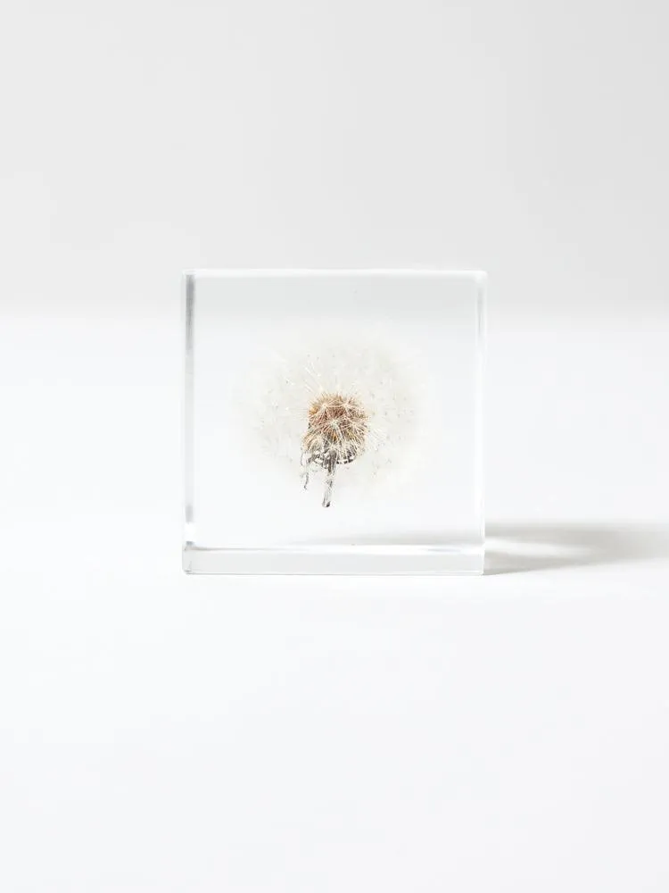 Sola Cube - Dandelion Fluff (Tampopo)