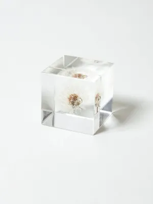 Sola Cube - Dandelion Fluff (Tampopo)