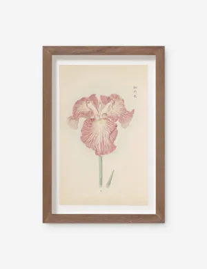 Vintage Japanese Iris No. 18 Wall Art by Miyoshi Manabu Lulu and Georgia