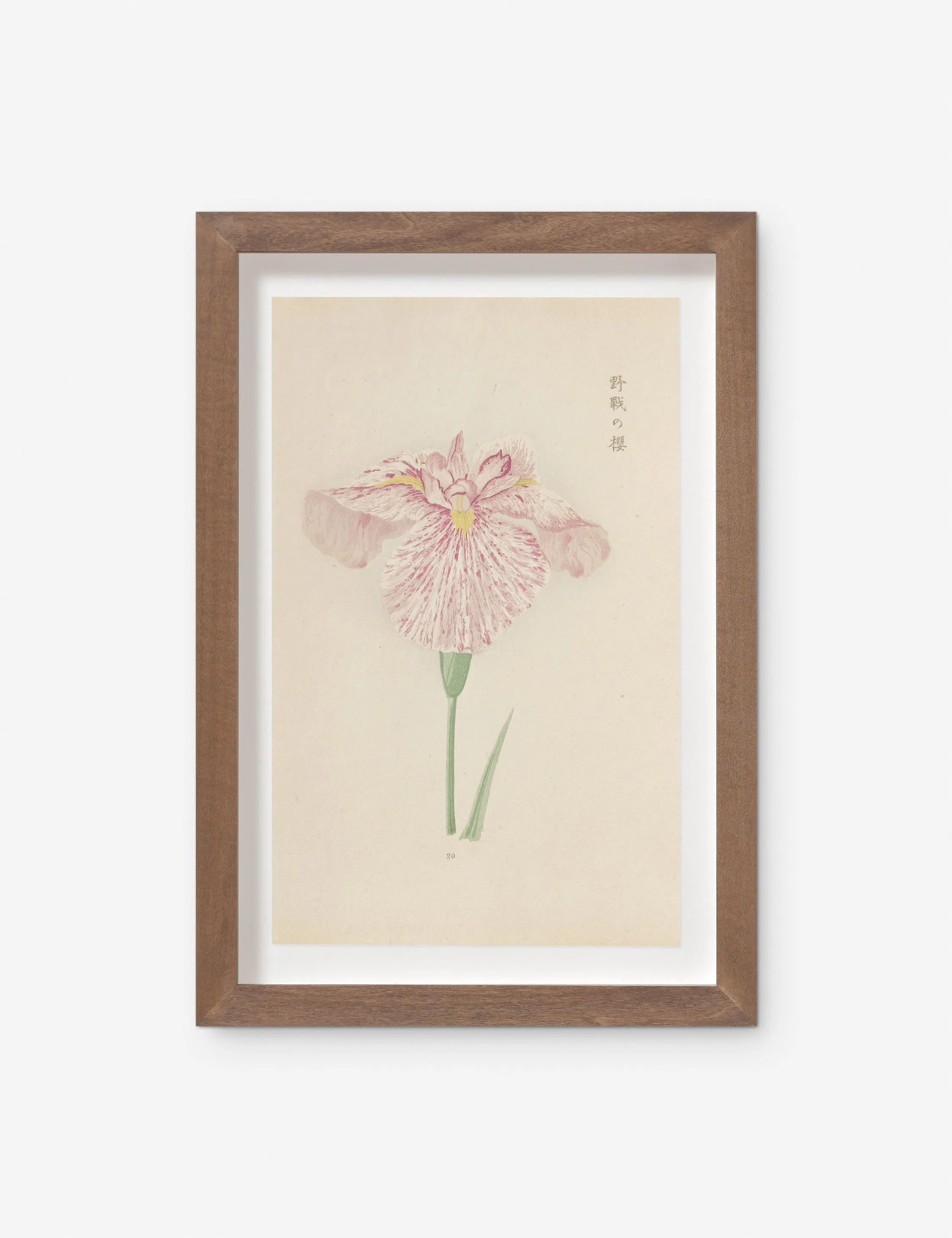 Vintage Japanese Iris No. 20 Wall Art by Miyoshi Manabu Lulu and Georgia