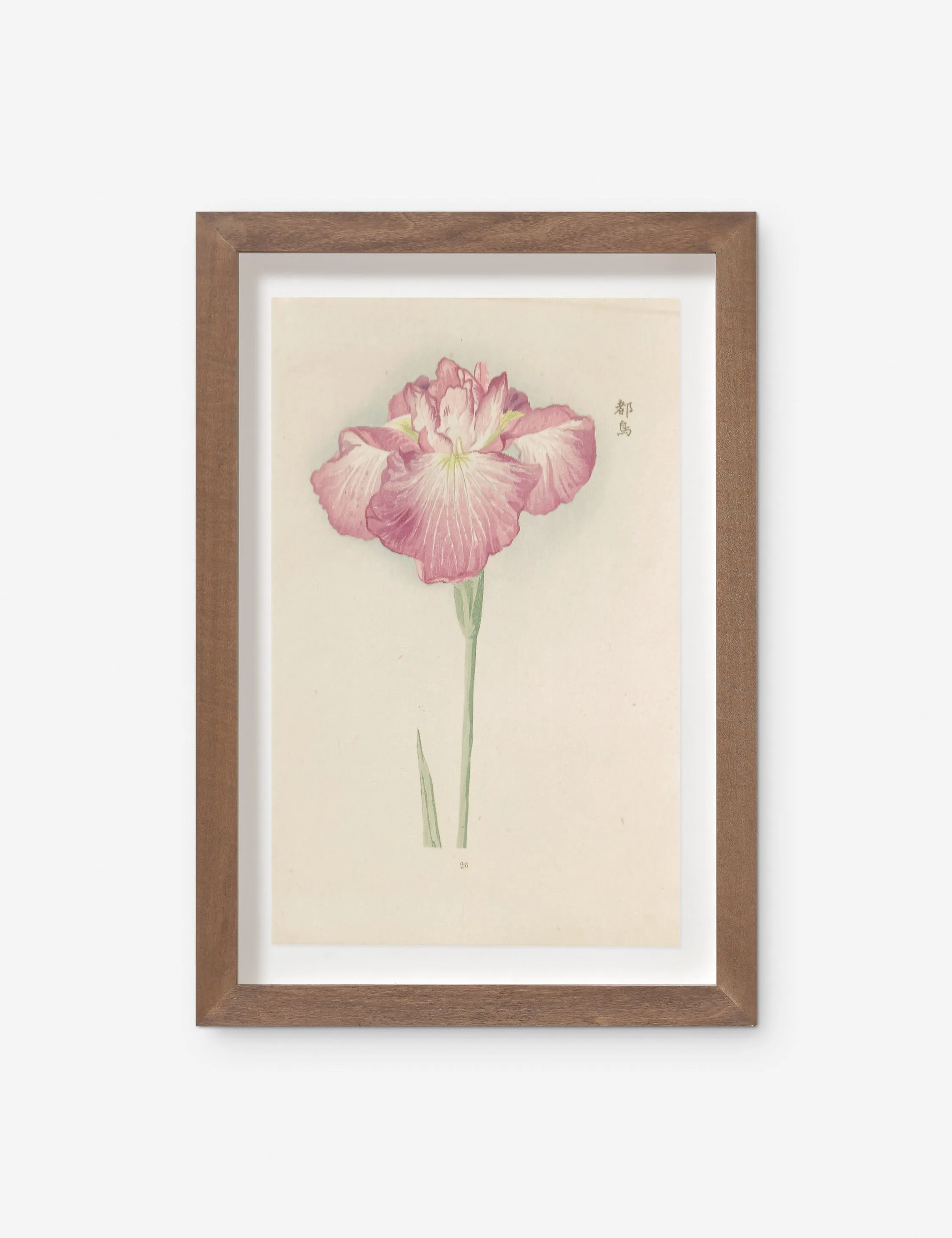 Vintage Japanese Iris No. 26 Wall Art by Miyoshi Manabu Lulu and Georgia