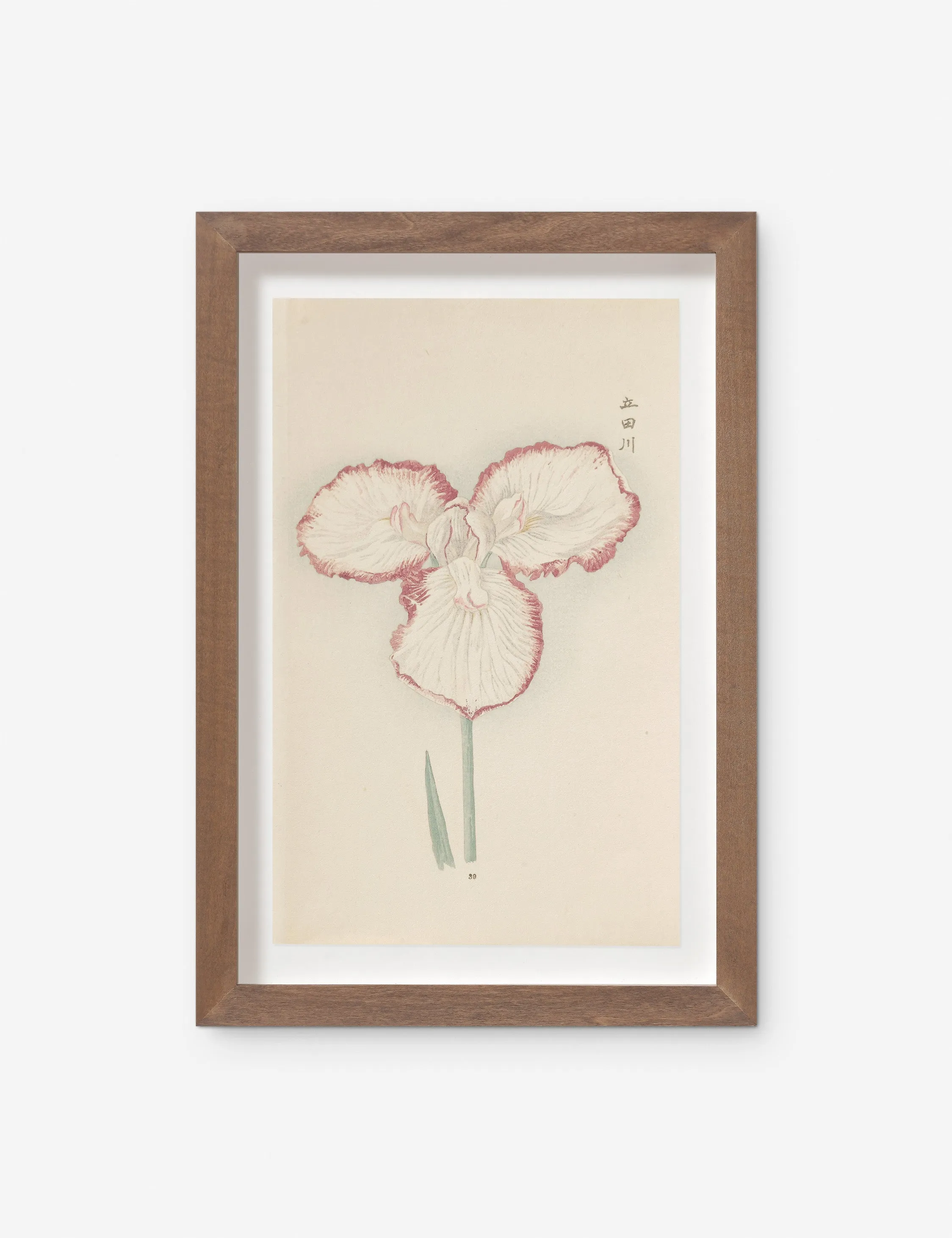 Vintage Japanese Iris No. 30 Wall Art by Miyoshi Manabu Lulu and Georgia